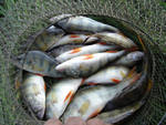 Рыболов 2008  так 