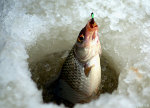 Зимняя рыбалка на плотву подсаком ловля