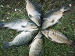 Финские рыболовные снасти  рыба